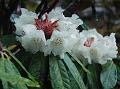 White-Bell Rhododendron